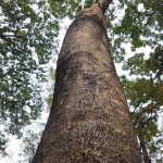 Sejarah Kayu Merbau, Yuk Simak Penjelasanya..